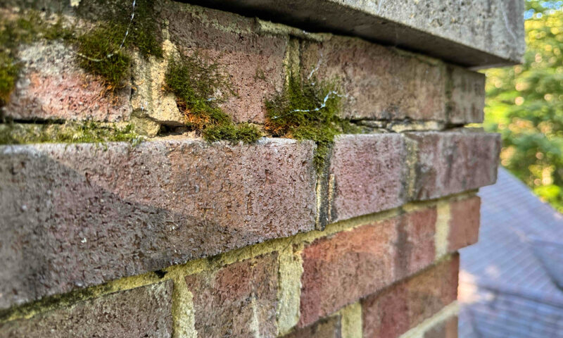 Plants in your chimney is a problem